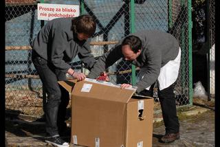 Uratowali zatrutego orła