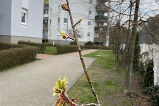Wiosna w Poznaniu. Nadchodzi lepsza część roku