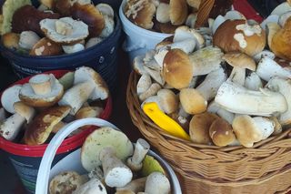 Piękny czas dla grzybiarzy w świętokrzyskim. Coraz więcej osób w lasach