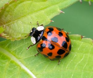 Harmonia axyridis