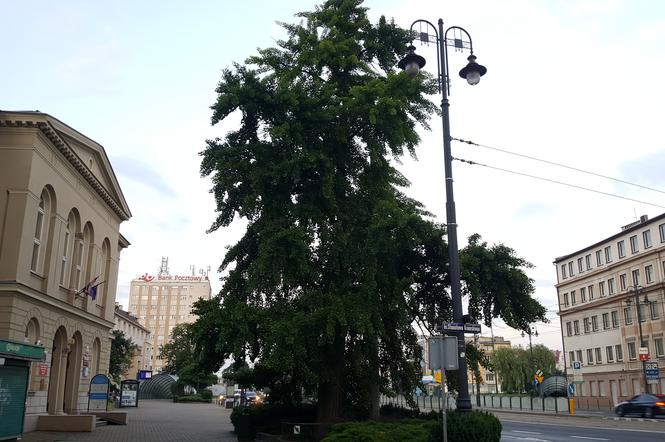 Stare drzewo z ul. Jagiellońskiej może zostać Drzewem Roku. Każdy może zagłosować! 