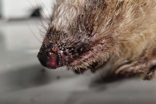 Ekostraż ratuje nie tylko psy i koty. Ile kosztuje leczenie jeża? Zobacz, jak ono wygląda