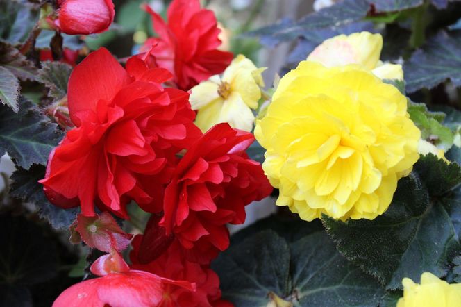 Begonia bulwiasta