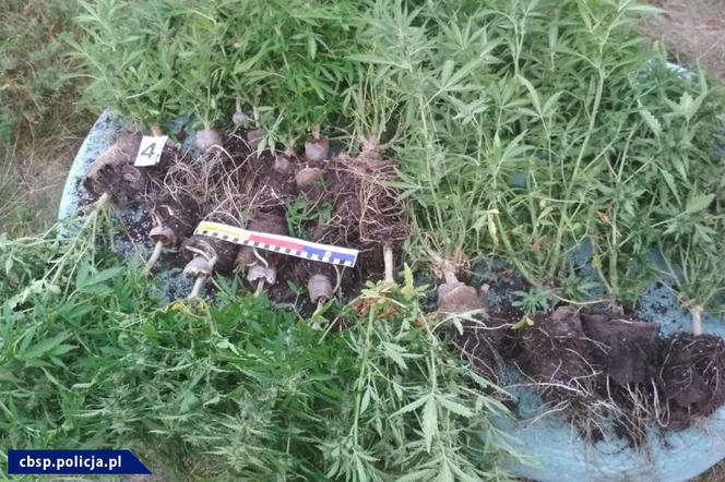 CBŚP zlikwidowała 3 plantacje konopi