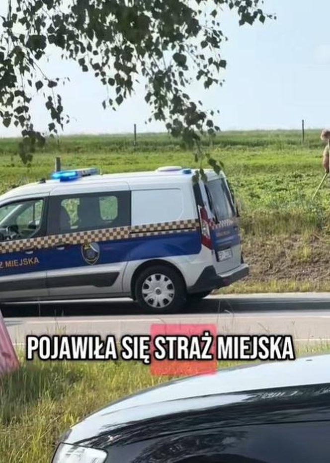 Truskawki u Musialika w Piekarach Śląskich