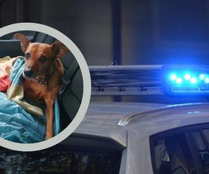 Właściciel nie leczył ciężko chorego psa. Interweniowali policjanci, ale było już za późno... 