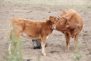 KROWY PRZYGARNĘŁY DZIKA.