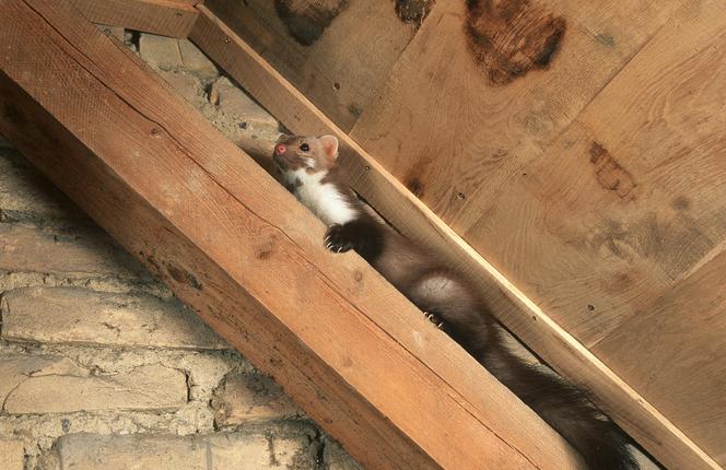 Kuna w domu. Jak się pozbyć kuny?