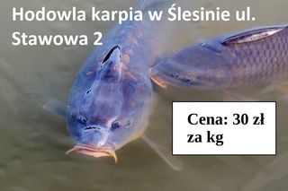 Ile zapłacimy za kilogram ryby z lokalnych gospodarstw rybackich? 