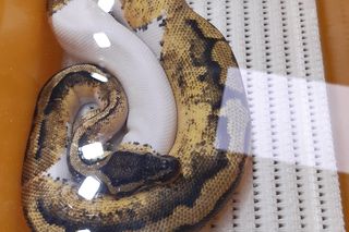 Animals Live TARNÓW