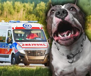 30-latek w stanie zagrożenia życia po ataku psów! Próbował pomóc wujkowi