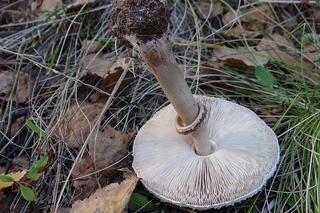 Jakie grzyby zbierać we wrześniu i październiku? Tych rarytasów jest teraz wysyp!