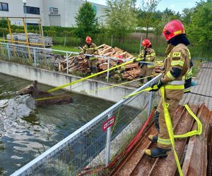Biedne zwierzę zostało uwięzione w wodzie po kolana