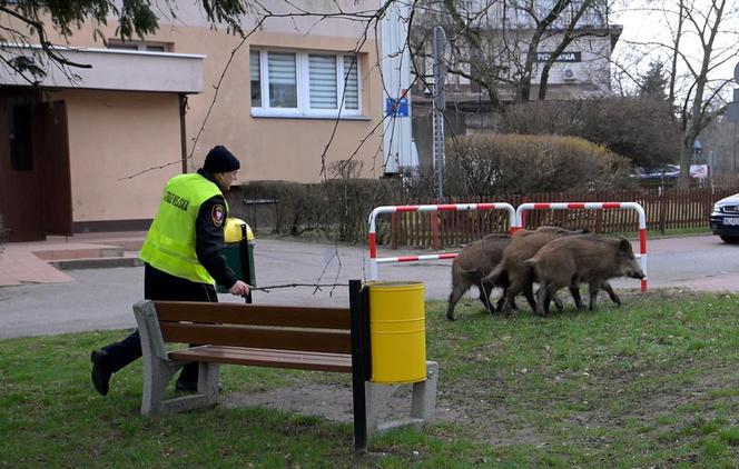  Obława na dziki w Legionowie. Komendant straży miejskiej apeluje: "Nie dokarmiajmy!"