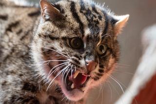 W Orientarium ZOO Łódź zamieszkały taraje