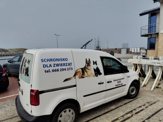 Pies uwieziony na falochronie.