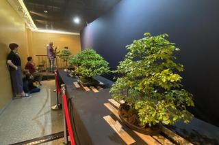 Potworne Cuda, Światowa Wystawa Orchidei, Bonsai i Sukulentów oraz targi roślin na PGE Narodowym