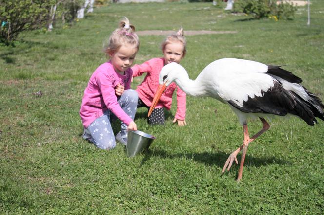 Gustaw wrócił do domu po pieciu latach 