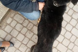 Policja i straż miejska na ul. Szkolnej. Krzysztof K. stracił psa. Nero był wychudzony i zaniedbany