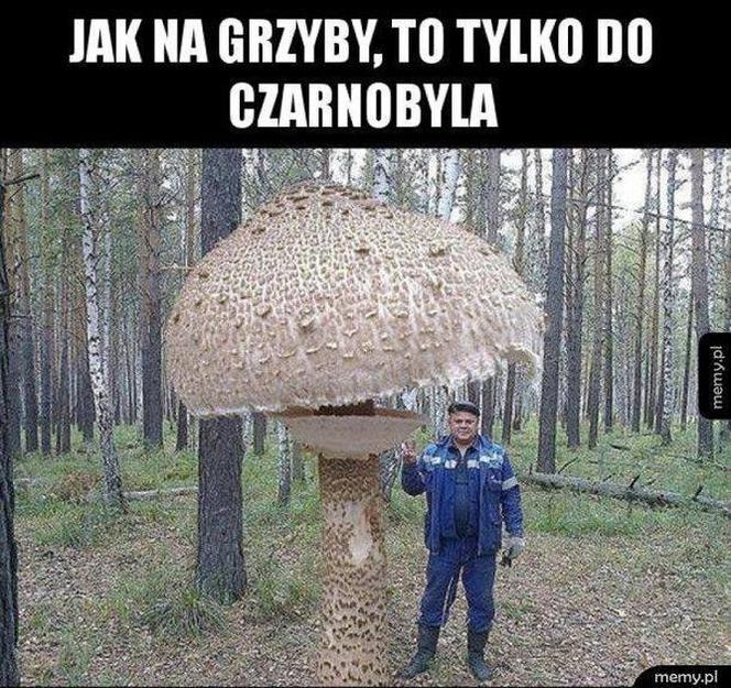 Trwa sezon na grzyby! Oto najlepsze memy o grzybiarzach!