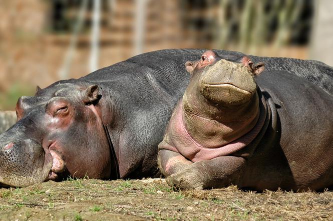 Hipopotamy karłowate czeka przeprowadzka! Gdańskie ZOO z nowym wybiegiem 