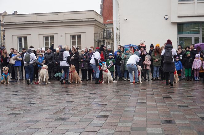 Golden Retriever WOŚP w Poznaniu