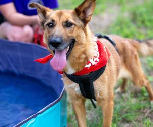 Wybieg dla psów w schronisku dla bezdomnych zwierząt w Zamościu - Kari