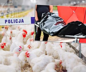 Pracownik zagazowany na fermie drobiu! Szokujące ustalenia