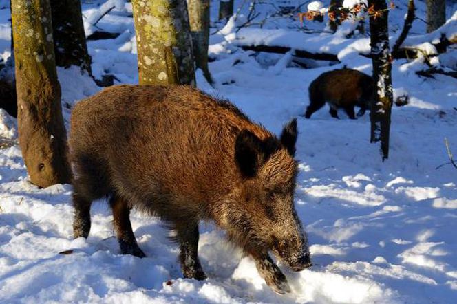 W obronie dzików będą protestować Krakowie