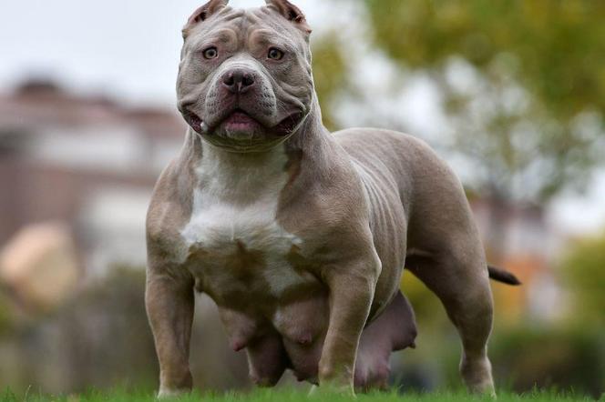 American XL Bully