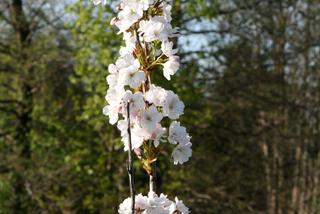 Wiśnia piłkowana 'Amanogawa' - Prunus serrulata 'Amanogawa'