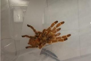 Kutno. Rutynowo sprawdzał zawartość paczki, znalazł kilkadziesiąt pająków! Zgroza w firmie kurierskiej!