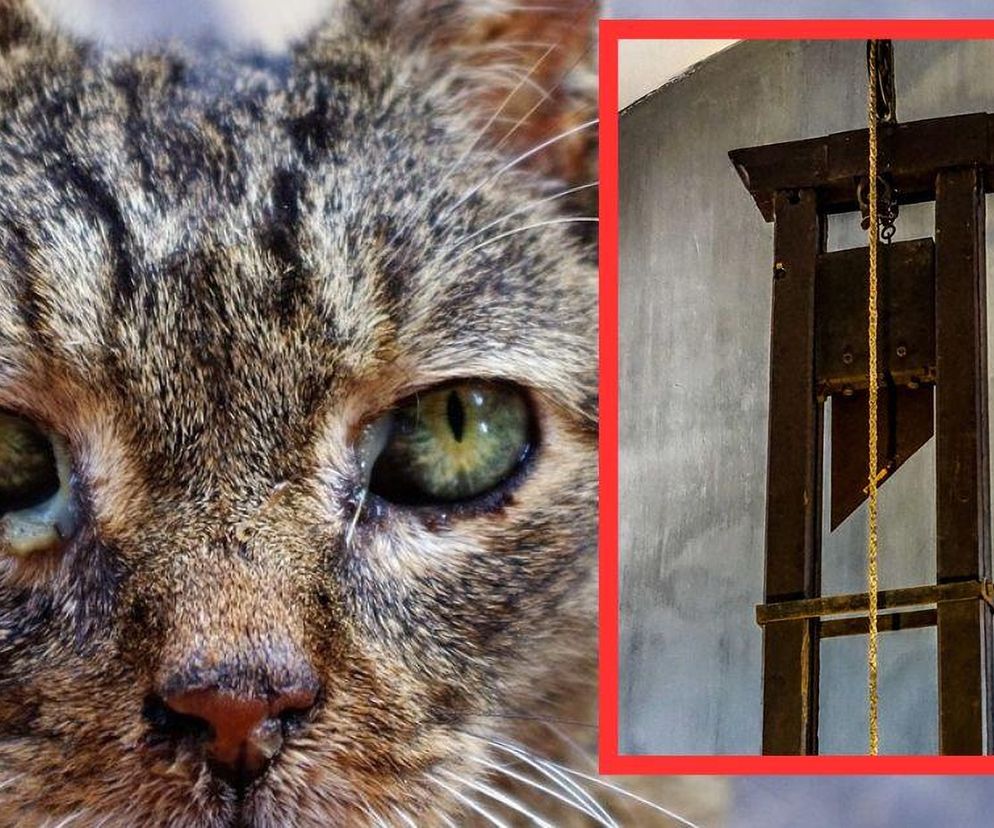 „Zwierzę konało w okropnych męczarniach”. Przecięli kotka gilotyną, nagranie wrzucili do sieci. 