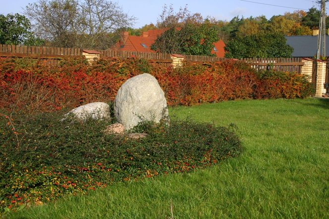 Berberys Thunberga