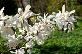 Magnolia o białych kwiatach [Porada eksperta]