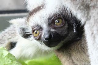 W Warszawskim ZOO urodził się lemur