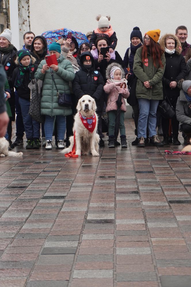 Golden Retriever WOŚP w Poznaniu