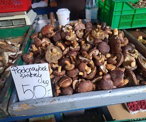 Ceny grzybów na Nowym i Starym Kleparzu w Krakowie. Stoły uginają się pod ciężarem borowików [GALERIA]