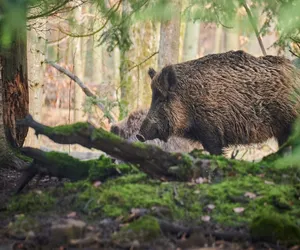 W lubelskich lasach szukają padłych dzików