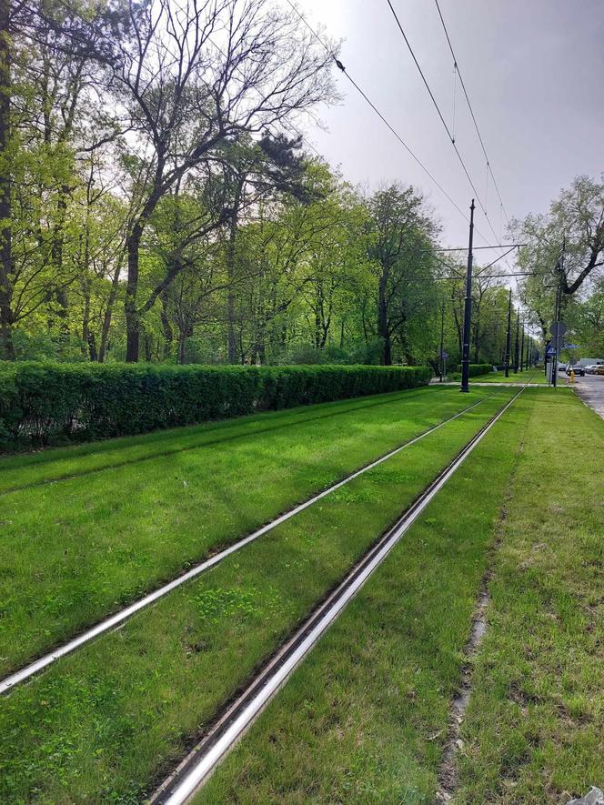 Chwalą się zielenią w centrum Torunia i pokazują zdjęcia. Tak wyglądają torowiska i nie tylko