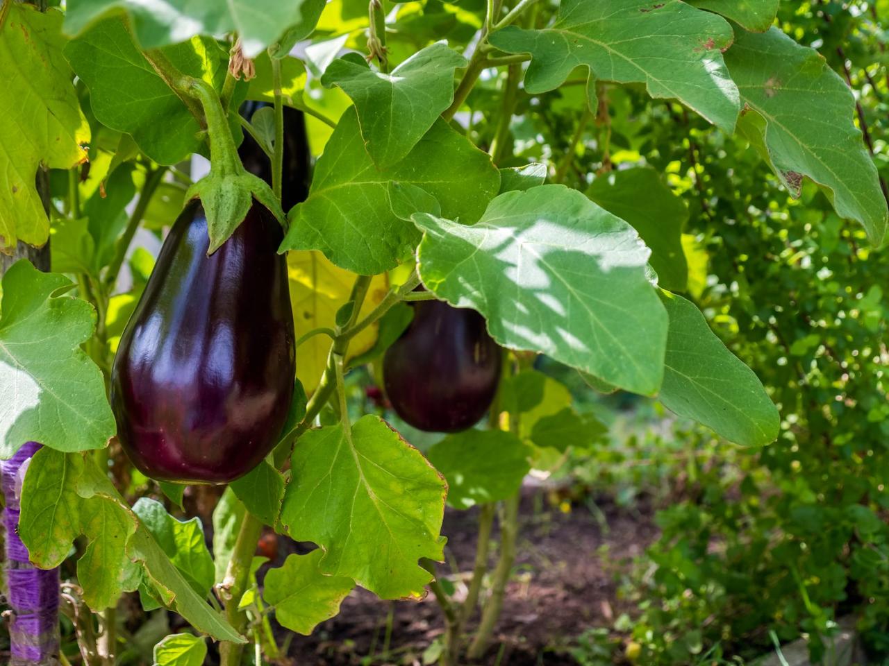 Psianka podłużna = oberżyna = bakłażan - Solanum melongena