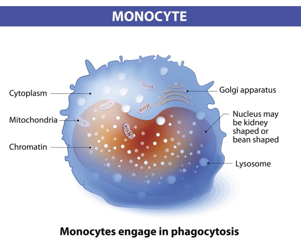 Monocyty (MONO) to jeden z typów białych krwinek.