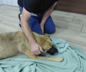 Dramatyczna interwencja Pet Patrol Rybnik. Pies konał w samotności