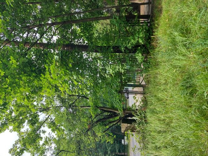 Starachowice: Ponad 200 drzew do usunięcia pod ścieżki rowerowe?  Wiemy gdzie