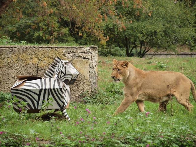 Rozrywka dla lwów z łódzkiego zoo
