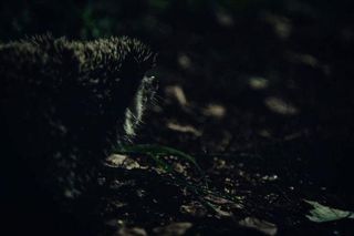 Miasto jeży z szansą na Oskara! To etuida studentów z katowickiej Szkoły Filmowej im. Krzysztofa Kieślowskiego