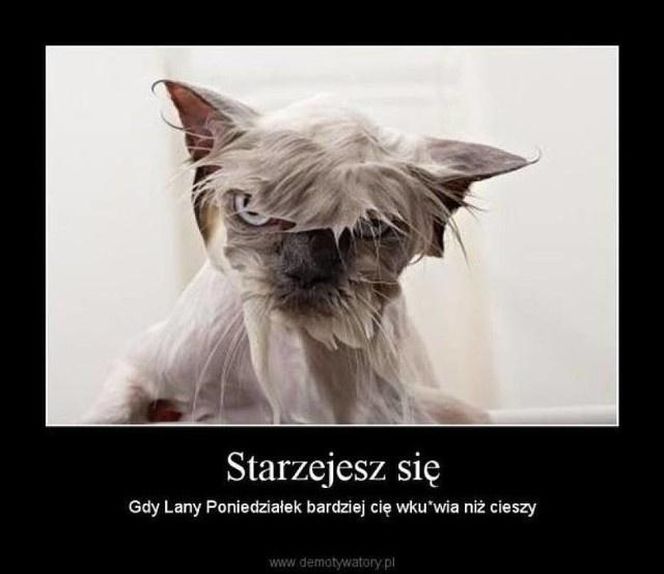 memy lany poniedziałek