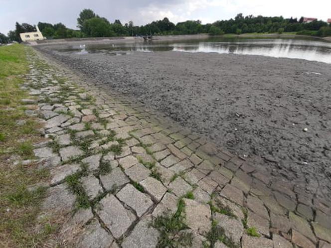 Martwe ryby w spuszczonym zbiorniku w Świdnicy