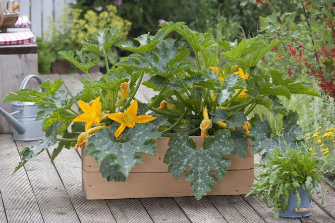 Jakie warzywa można uprawiać na balkonie? Mini warzywnik na balkonie