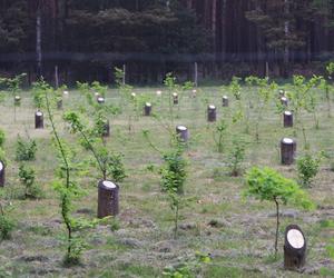 Kolejne drzewa zostaną posadzone w Lesie Nowożeńców i Drzew Okolicznościowych 